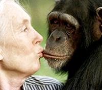 Jane Goodall and her chimps